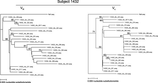 Figure 2. Phylogenetic analysis of VH (left) and Vκ (right) from subject 1432's IgM+κ+ CD27+CD21low B cells. Trees were constructed using neighbor-joining analysis of Tamura-Nei distances calculated from pairwise comparisons of Ig DNA sequences. Percentages of bootstrap support (> 50%) from 1000 replicate samples (analyzed by the neighbor joining method) are indicated to the left of the support node. VH and Vκ from B cell A5 of patient 1403 serve as reference sequences.