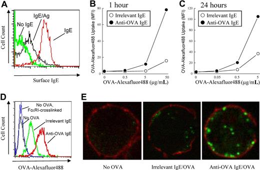 Figure 1. Enhancement of antigen internalization by antigen-specific IgE. (A) BMMCs were pretreated with or without (green line) anti-DNP IgE (IgE; red line), washed, and crosslinked with DNP-OVA (IgE/Ag; black line) for 1 hour. Surface IgE was detected by flow cytometry. (B) BMMCs were pretreated with anti-DNP IgE (irrelevant IgE) or anti-OVA IgE, washed, and incubated with the indicated concentrations of Alexa Fluor 488-conjugated OVA for 1 hour or (C) 24 hours. (D) Anti-DNP IgE (green line) or anti-OVA IgE (red line) pretreated BMMCs were incubated with or without (black line) Alexa Fluor 488-conjugated OVA (5 μg/mL) or with unlabeled OVA (5 μg/mL; blue line) for 1 hour. (E) Anti-OVA (right) or anti-DNP (middle) pretreated BMMCs were incubated for 24 hours with 0.5 μg/mL Alexa Fluor 488-conjugated OVA (green fluorescence). BMMCs that received no OVA were used as a control (left). BMMCs were fixed and stained for choleratoxin to mark the cell surface (red fluorescence) and analyzed by confocal microscopy.