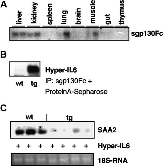 Figure 2. Characterization of opt_sgp130Fc transgenic mice. (A) Northern blot analysis showing opt_sgp130Fc mRNA expression in different organs of 2 homozygous opt_sgp130Fc transgenic mice. Mice were killed and total RNA from the indicated organs and tissues was prepared. Eight micrograms total RNA were separated and then hybridized with a 32P-labeled XhoI restriction fragment comprising the opt_sgp130Fc cDNA. (B) sgp130Fc from opt_sgp130Fc transgenic mice could bind to Hyper-IL6. Hyper-IL6 coprecipitates with sgp130Fc that is present in the serum of opt_sgp130Fc transgenic mice. Hyper-IL6 was detected by Western blotting against sIL6R. One homozygous animal of the line opt3 and one WT animal are depicted. (C) Induction of acute-phase response by Hyper-IL6 in opt_sgp130Fc transgenic and WT mice. Northern blot analysis showing the liver expression of serum amyloid A (SAA2) 4 hours after intraperitoneal injection of 500 ng Hyper-IL6 per mice. Five micrograms total liver RNA were seperated and probed with a 32P-labeled PCR fragment of the mouse SAA2 gene.