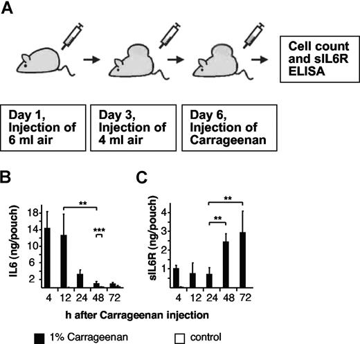 Figure 3. Cytokine levels during the course of the air-pouch model of acute inflammation in mice. (A) Scheme of the air-pouch model of local inflammation as outlined in “Air-pouch model.” (B) Levels of endogenous IL6 in inflamed and noninflamed air pouches at different time points were measured by enzyme-linked immunosorbent assay (ELISA). (C) Levels of endogenous sIL6R in inflamed and noninflamed air pouches at different time points were measured by ELISA. In noninflamed air pouches, IL6 and sIL6R were hardly detectable. Four to 7 mice per time point. Data are represented as mean values plus or minus standard deviation (**P < .01; ***P < .05).