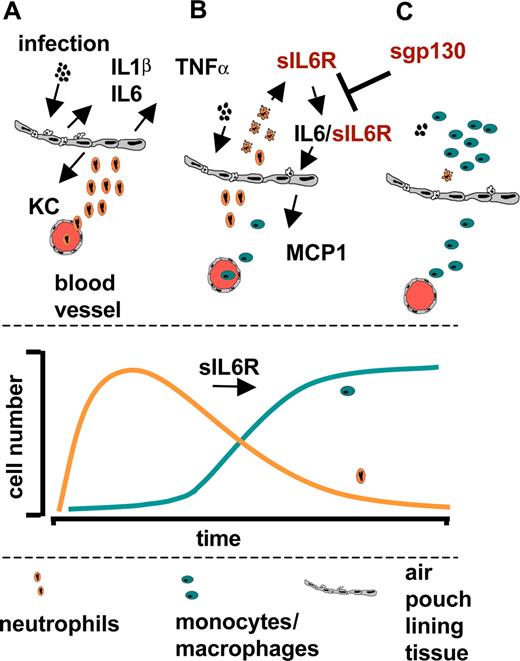 Figure 6. Role of IL6 transsignaling during acute inflammation. (A) Acute inflammation stimulates tissue-resident mononuclear cells to secrete the proinflammatory cytokines TNFα, IL6, and IL1β, which in turn induce CXC-chemokines like KC secretion from endothelial cells. (B) Endothelial cells do not express membrane-bound IL6R and are therefore not responsive toward IL6 itself. Infiltrating neutrophils shed their IL6R upon apoptosis and the IL6/sIL6R complex stimulates endothelial cells to produce the CC-chemokine MCP1. MCP1 subsequently attracts mononuclear cells to the site of inflammation. (C) The replacement of neutrophils by mononuclear cells is an important intermediate step in the resolution of inflammation, which is controlled by the presence of sIL6R.