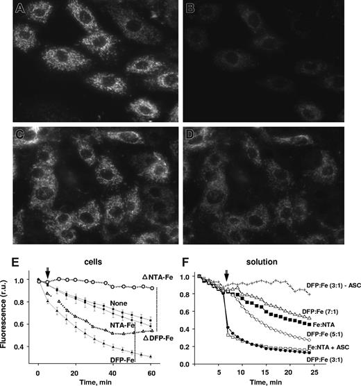 Figure 1. Transfer of iron from extracellular DFP-iron complexes to mitochondria. H9C2 cells loaded with the mitochondrial iron-sensor RPA were incubated with or without DFP-Fe (15:5 μM) and epifluorescence microscopic images were recorded every 5 minutes under settings for rhodamine. Representative fields of initial cell fluorescence at time 0 (A,C) and after incubation for 1 hour in the presence (B) or absence (D) of 5 μM DFP-Fe complex. Magnification was ×600; oil objective was a (Plan Apo) 60×/1.40 NA. (E) Mean fluorescence values in relative units (r.u.) plus or minus SD of 5 cells per field calculated for each time-point image and normalized to the initial fluorescence, representing cells incubated without (None) and with 5 μM Fe-complex (DFP-Fe or NTA-Fe); the lines denoted as ΔDFP-Fe and ΔNTA-Fe were corrected for spontaneous decay given by the control (None). Arrow indicates time the Fe complex was added. (F) Effect of various iron chelates on the fluorescence (f normalized to initial value, f0, in r.u.) of 0.5 μM RPA in solution (HBS buffer). The iron chelates all contained 5μM Fe complexed to NTA (1:3 ratio) in the absence (■) and presence (□) of 100 μM ascorbate (Fe:NTA, Fe:NTA + ASC) or to DFP, with 100 μM ascorbate, at DFP:Fe ratios of 3:1 (●), 5:1 (○), and 7:1 (▵). The values of fluorescence intensity are means of triplicate samples run in parallel, plus or minus SEM.
