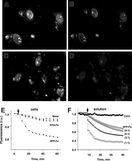 Figure 2. Transfer of iron from extracellular DFP-iron complexes to nuclei. H9C2 cells loaded with the nuclear iron sensor H-FlDFO were incubated with or without 5μM DFP-Fe complex (DFP:Fe ratio 3:1) and epifluorescent microscopic images were recorded every 5 minutes under settings for fluorescein. Representative fields of initial cell fluorescence at time 0 (A,C) and after incubation for 1 hour in the absence (B) or presence (D) of 5μM DFP-Fe complex. (E) Mean fluorescence values in r.u. plus or minus SD of 5 cells per field, calculated for each time-point image and normalized to the initial fluorescence (f/f0), representing cells incubated without (None) and with 5μM DFP-Fe complex (DFP-Fe). Arrow indicates time the Fe complex was added. (F) Effect of DFP-Fe chelates (DFP:Fe at ratios of 1:1, 3:1, 5:1, 9:1) on the fluorescence (normalized to initial value, f0, in r.u.) of 0.5μM H-FlDFO in solution (HBS buffer). The values of fluorescence intensity are means of triplicate samples run in parallel, plus or minus SEM.