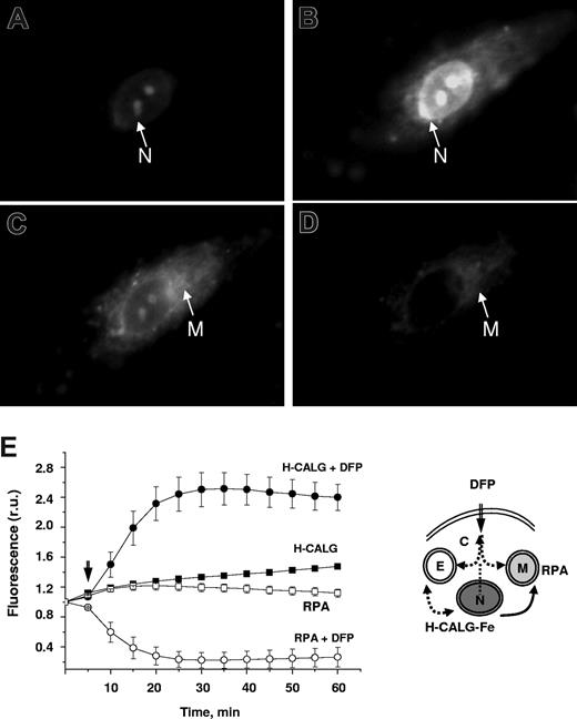 Figure 3. DFP-mediated relocation of iron between cellular compartments: from nuclei to mitochondria. H9C2 cells were loaded with the nuclear iron sensor H-CALG that had been precomplexed to iron (H-CALG-Fe), followed by loading with the mitochondrial iron sensor RPA. The double-labeled cells were then exposed to 50μM DFP and epifluorescence images were recorded every 5 minutes. Representative fields of cell fluorescence observed under settings for fluorescein (A,B) and rhodamine (C,D). Images are shown at time 0 (A,C) and after incubation for 1 hour in the presence of 50μM DFP (B,D). (E) Mean fluorescence values plus or minus SD in r.u. of 5 cells per field, calculated for each time-point image and normalized to the initial fluorescence (f/f0), representing cells incubated with 50μM DFP (circles) and with no addition (squares). Fluorescence of H-CALG is indicated by filled symbols (● and ■), and fluorescence of RPA is indicated by open symbols (○ and □). The scheme illustrates entry of DFP into the cytosol (C), nuclei (N) containing H-CALG-Fe (iron donor) and mitochondria (M) containing RPA (iron acceptor), and transfer of iron from nuclei to mitochondria. E refers to endosomes.