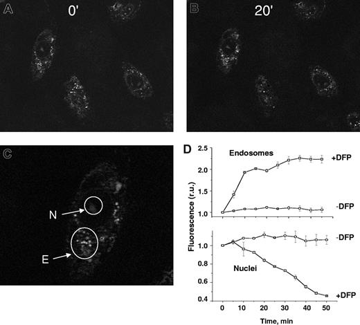 Figure 4. DFP-mediated relocation of iron between cellular compartments: from endosomes to nuclei. H9C2 cells were loaded with the nuclear iron-sensor H-FlDFO and subsequently exposed to preformed complexes of CALG and iron (CALG-Fe, 1:1 ratio) that were taken up by adsorptive pinocytosis into endosomes. The cells containing both labels were then exposed to 50 μM DFP and epifluorescent images were recorded every 5 minutes under fluorescein settings. Representative fields of cell fluorescence are shown at time 0 (A) and after incubation for 20 minutes (B) in the presence of 50 μM DFP. (C) The nuclei (N) and endosomes (E) are indicated by arrows. (D) Mean fluorescence values in r.u. within selected subcellular areas corresponding to endosomes (Di) and nuclei (Dii), using 5 cells per field, calculated for each time-point image and normalized to the initial fluorescence (f/f0).