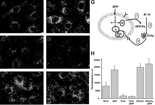 Figure 6. DFP-mediated mobilization of iron from H9C2 cells to extracellular apotransferrin: receptor-mediated uptake of holotransferrin as an index of iron transfer. H9C2 cells were pretreated with succinylacetone as described in “Methods” to increase mitochondrial labile iron levels. They were then incubated at 37°C in DMEM-HEPES medium containing 20 μM lissamine R-aTf with various additions, and epifluorescence microscopy images were obtained under rhodamine settings after 60 minutes of incubation. Representative images of cells with no addition (A), 30 μM DFP (B), 100 μM unlabeled holotransferrin (C), 100 μM unlabeled holotransferrin with 30 μM DFP (D), 20 μM Fe-NTA, 1:3 ratio (E), and 20 μM Fe-NTA with 30 μM DFP (F). (G) The illustration represents entry of DFP into cells, mobilization of iron from the cytosol (C), nuclei (N) and mitochondria (M), followed by exit of DFP-Fe complexes from the cells (step 1). This is followed by transfer of iron from DFP-Fe to R*-aTf to form R*-Tf-Fe (step 2), which then binds to transferrin receptors on the cell surface (step 3), concentrates in the endosomes, and is detected by fluorescence microscopy as punctuate fluorescence typical of microvesicles. (H) Mean cell-associated fluorescence values in r.u. of 5 cells per field (± SD, from 3 separate experiments), calculated from snapshots such as shown in panels A through F, obtained after 1 hour of incubation.