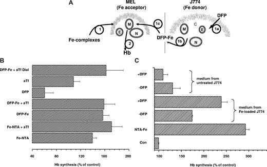 Figure 7. Stimulation of Hb synthesis in murine erythroleukemia cells. (A) DFP-mediated iron delivery to murine erythroleukemia (MEL) cells synthesizing hemoglobin is schematically depicted. (B) MEL cells suspended in serum-free DMEM containing 1.25 mg/mL bovine serum albumin and 5 mM HMBA were supplemented with various iron complexes (step 1 in panel A) and cultured for 48 hours. Hemoglobin synthesis (step 2 in panel A) was assessed in terms of hemoglobin content in cell lysates as described in “Cell hemoglobin synthesis” and is expressed relative to the hemoglobin content in control cells with no additions (set as 100%). The additions included 10 μM Fe complexed to 30 μM NTA without (Fe-NTA) and with 15 μM human apotransferrin (Fe:NTA + aTf); 10 μM Fe complexed to 30 μM DFP without (DFP-Fe) and with 15 μM human apotransferrin (DFP-Fe + aTf); 30 μM DFP alone (DFP); 15 μM human apotransferrin alone (aTf). Generation of holotransferrin from DFP and apotransferrin (DFP-Fe + aTf Dial.): 10 μM Fe:30 μM DFP complex was preincubated with 15 μM human for 1 hour and dialyzed. Results shown are averages of 3 separate experiments plus or minus SD; the average Abs604 of control cells was 0.39. (C) DFP-mediated mobilization of iron from J774 (Fe donor; step 1a in panel A) cells to the extracellular medium (step 1b in panel A), followed by entry of DFP-Fe complexes into MEL (Fe acceptor) cells (step 1c in panel A) and intracellular donation of iron for hemoglobin (Hb) synthesis (step 2 in panel A). MEL cells were cultured for 48 hours in DMEM containing 1.25 mg/mL bovine serum albumin and 5 mM HMBA without (Con) or with 10 μM Fe-NTA (NTA-Fe), or with various supernatants of J774 cell lysates that were supplemented with 5 mM HMBA, and lysates were assayed for hemoglobin content. To obtain J774 mouse macrophage supernatants, J774 cells were cultured overnight without (untreated J774) or with 100 μM FAC (Fe-loaded J774), washed with 100 μM DFO to remove all extracellular iron, and incubated for 2 hours at 37°C in serum-free DMEM containing 1.25 mg/mL bovine serum albumin, without (−DFP) or with 30 μM DFP (+ DFP). The cell supernatants were collected and centrifuged to remove detached cells, and HMBA (5 mM) was added to MEL cells. Shown are values of hemoglobin (Hb; from a representative experiment) obtained in MEL cells exposed for 48 hours to the various conditions.