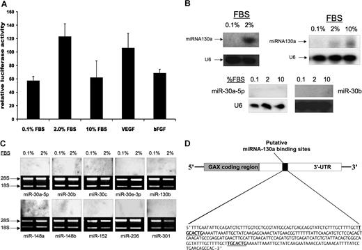 Figure 1. miR-130a, but not the other microRNAs with consensus binding sites in the 3′-UTR of the GAX cDNA, is expressed in HUVECs. (A) GAX promoter activity is not decreased by serum or proangiogenic factors. HUVECs were cotransfected with pGAX-Luciferase and pRL-SV (Renilla luciferase, Dual Luciferase Assay System) as described in “Transfections.” Luciferase activity was normalized to Renilla luciferase activity to control for transfection efficiency. Error bars represent SD. (B,C) Expression of 11 microRNAs in HUVECs in low serum and 2% serum. miR-130a is the only microRNA for which expression is detectable in HUVECs, and its expression is up-regulated by exposure to serum in a dose-dependent fashion. Northern blots were performed as described in “Northern blots” to detect these microRNAs. (D) Location of the 2 miR-130a consensus binding sequences in the GAX 3′-UTR.