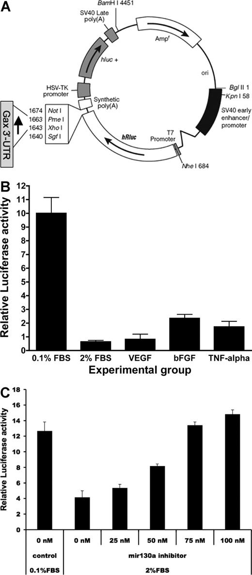 Figure 2. The GAX 3′-UTR confers responsiveness to serum and proangiogenic factors in ECs. (A) Construction of the psiCHECK2-GAX-3′-UTR. The 280-bp sequence in the GAX 3′-UTR containing 2 miR-130a consensus sequences was inserted into the vector at the 3′ end of the hRluc (Renilla luciferase) reporter gene. hRluc indicates Renilla reniformis luciferase. (B) Serum and proangiogenic factors suppress luciferase activity in HUVECs transfected with psiCHECK2-GAX-3′-UTR compared with psiCHECK2 empty vector. HUVECs were transduced with either psiCHECK2-GAX-3′-UTR or psiCHECK2 (control) and then incubated in 0.1% FBS, in 0.1% FBS supplemented with 10 ng/mL of either VEGF, bFGF, or TNF-α, or in 2% FBS. Renilla luciferase activities were measured as described in “Dual luciferase reporter assays.” In parallel, identical passaged HUVECs from the same split were transfected with psiCHECK2 empty vector and subjected to the same conditions. Results are expressed as a ratio of the signal from cells transfected with psiCHECK2-GAX-3′-UTR to the signal from cells transfected with psiCHECK2 empty vector. (C) Inhibition of miR-130a reverses the suppression of luciferase activity by serum in a dose-dependent fashion. HUVECs were treated as in B but were cotransfected with increasing concentrations of miR-130a inhibitor. A dose-dependent reversal of the down-regulation of reporter activity attributable to serum was observed. Error bars represent SEM.