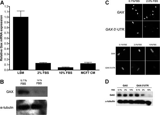 Figure 3. The rapid down-regulation of GAX expression after exposure to mitogens requires the miR-130a sequences in the GAX 3′-UTR. (A) GAX mRNA expression is down-regulated by mitogens. Quiescent HUVECs incubated in LSM (0.1% FBS) were exposed to mitogens or conditioned medium from MCF7 cells, incubated overnight, and then harvested for isolation of total mRNA, which was subjected to real-time QRT-PCR. Mitogens strongly down-regulated GAX mRNA expression. (B) Mitogens down-regulate endogenous GAX protein expression. HUVECs were incubated in either 0.1% FBS or 10% FBS overnight and then harvested for total protein, which was subjected to Western blot with anti-Flag antibody. Bands were subjected to densitometry and normalized to α-tubulin levels miR-130a. (C,D) Down-regulation of GAX by mitogens depends on the presence of miR-130a sequences in its 3′-UTR. HUVECs were transfected with either pcDNA3.1-GAX-3′-UTR or pcDNA3.1-GAX, incubated overnight in 0.1%, 2%, or 10% FBS, and then fixed for immunofluorescence (C) or harvested for Western blot (D) with anti-Flag antibodies. In panel C, the photomicrograph was taken at 400× magnification; fluorophores and confocal microscope are described in “Immunofluorescence.” Removing the 3′-UTR sequence almost completely abolishes the down-regulation of GAX attributable to serum stimulation. Error bars represent SEM.