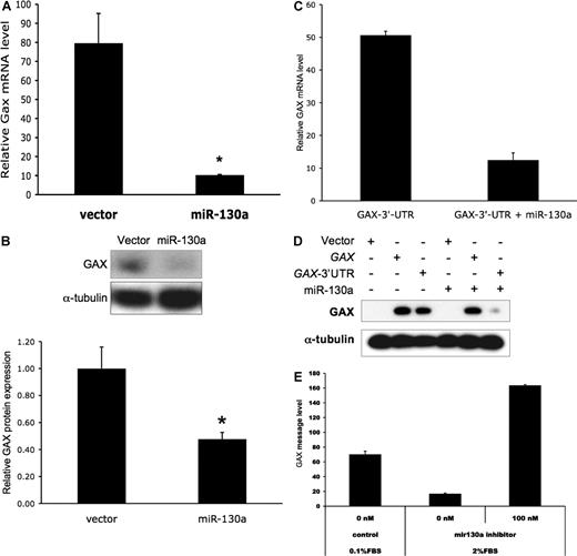 Figure 4. miR-130a down-regulates GAX expression in HUVECs. (A) miR-130a down-regulates GAX mRNA expression. HUVECs were transfected with either empty vector (pcDNA3.1) or miR-130a expression vector (pcDNA3.1-miR-130a) and then incubated overnight in LSM ( = 0.1% FBS), after which total RNA was isolated for QRT-PCR. miR-130a expression markedly down-regulated the expression of endogenous GAX. (B) Representative Western blot of protein from the same experiment as in A. Band intensity was measured by densitometry and normalized to α-tubulin levels. Endogenous GAX protein is also down-regulated by miR-130a. * indicate P < .01. (C,D) Inhibition of GAX expression attributable to miR-130a depends on the presence of the miR-130a binding sites. HUVECs were cotransfected with either pcDNA3.1 or pcDNA3.1-miR-130a plus either pcDNA3.1 or pcDNA3.1-GAX-3′-UTR. Exogenous GAX protein from these plasmids was detected using anti-Flag antibody as described in “miR-130a binding sites in the GAX 3′-UTR mediate serum-induced down-regulation.” Down-regulation of GAX expression by miR-130a was only observed with the construct containing the 2 miR-130a consensus sequences in the 3′-UTR. (C = QRT-PCR; D = Western blot.) (E) Inhibition of miR-130a blocks the down-regulation of GAX attributable to mitogens. HUVECs were transfected with 0 to 100 nM mir-130a inhibitor and incubated in fresh culture medium overnight, after which they were placed in 0.1% FBS or 2% RBS medium for 6 hours. Total RNA was isolated for QRT-PCR as described in insert section. Error bars represent SEM.