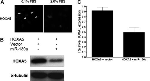 Figure 6. miR-130a down-regulates HOXA5 expression. (A) Mitogens down-regulate HOXA5 expression in HUVECs. HUVECs were transfected with full-length HOXA5 (pcDNA3.1-HOXA5), incubated overnight in either 0.1% FBS or 2.0% FBS, and then subjected to immunofluorescence with anti-Flag antibody. The photomicrograph was taken at 400× magnification; fluorophores and confocal microscope are described in “Immunofluorescence.” As with GAX and consistent with previously reported work,18 serum resulted in the down-regulation of HOXA5 expression.(B) miR-130a down-regulates HOXA5 expression. HUVECs were cotransfected with either pcDNA3.1 or pcDNA3.1-miR-130a plus pcDNA3.1-HOXA5, incubated overnight, and then harvested for Western blot with anti-Flag antibody. miR-130a strongly down-regulates HOXA5 expression. (C) Quantification. Western blots were subjected to densitometry and HOXA5 band densities normalized to those of the corresponding α-tubulin bands. Error bars represnt SEM.