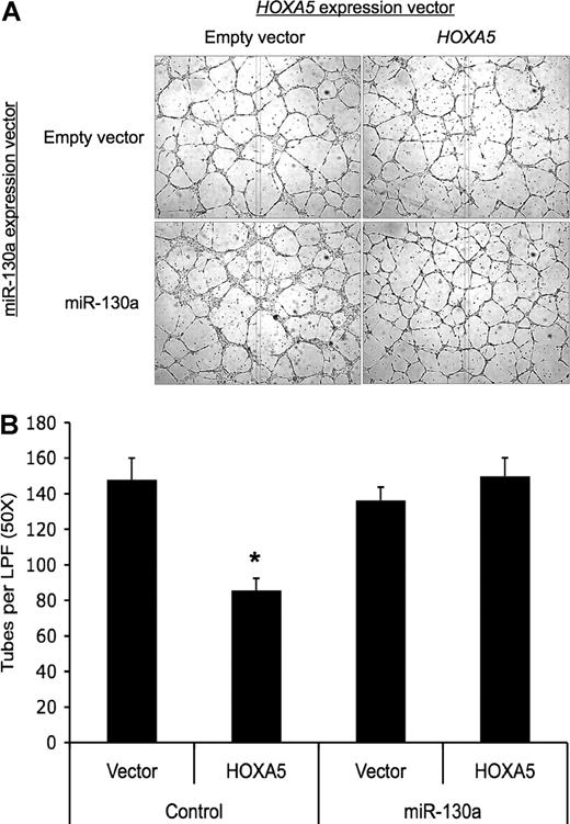 Figure 7. miR-130a also antagonizes the antiangiogenic activity of HOXA5. (A) miR-130a antagonizes the antiangiogenic activity of HOXA5. HUVECs were cotransfected with either empty vector or pcDNA3.1-miR-130a and pcDNA3.1-HOXA5 and then incubated overnight before being subjected to tube formation assays. The ratio of cotransfection was 2:1 miR-130a:HOXA5 expression construct. Tube counts were determined as described in “Migration and tube formation assays.” (B) Quantification of tubes/LPF (*P < .01). Error bars represent SEM.