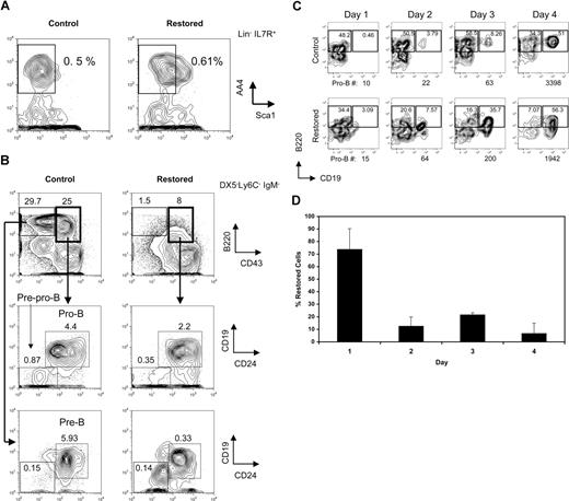 Figure 1. Cbfβ-SMMHC impairs early B-lineage differentiation as early as the commitment step from CLPs to pre–pro-B cells. (A) Flow cytometric analysis of CLP cells (Lin−/IL-7R+/Sca-1lo/AA4.1+) in whole BM from wild-type control and restored Cbfb+/56M/Mx1Cre mice. Representative results of 3 independent experiments are shown. (B) Flow cytometric analysis of pre–pro-B (Ly6C−/DX5−/IgM−/B220+/CD43+/CD24−/CD19−), pro-B (Ly6C−/DX5−/IgM−/B220+/CD43+/CD24+/CD19+), and pre-B (Ly6C−/DX5−/IgM−/B220+/CD43−) cells in whole BM from control and restored Cbfb+/56M/Mx1Cre mice. Representative results of 3 independent experiments are shown. (C) Flow cytometric analysis of a time course of sorted CLPs from wild-type control or restored Cbfb+/56M/Mx1Cre mice cultured on OP9-MIGR1 stromal cells supplemented with IL-7 and Flt3 ligand. The number of pro-B cells produced at each time point is shown below each panel. Shown are representative results from 2 independent experiments. Numbers on plots are percentages of total cells. (D) Percentage of cells retaining the restored Cbfb-MYH11 allele over the 4-day culture, analyzed by qPCR. Shown are means plus or minus SD from 2 independent experiments, each performed in duplicate.