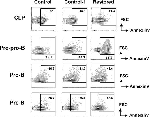 Figure 3. Increased apoptosis in pre–pro-B cells induced by Cbfβ-SMMHC. Flow cytometric analysis for annexin V staining analysis in live (PI−) BM CLPs, pre–pro-B, pro-B, and pre-B populations from control (Cbfb+/56M), control-i (pIpC injected Cbfb+/56M), and restored (pIpC injected Cbfb+/56M/Mx1Cre) mice. Shown are representative data from 3 independent experiments. Numbers on plots are percentages of displayed cells.