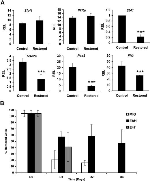 Figure 4. Cbfβ-SMMHC hinders B lineage–specifying transcriptional programs. (A) Relative expression levels of B lineage–specifying factor transcripts Sfpi-1, Il7r, Ebf1, Tcfe2a, Pax5, and Flt3 in control or Cbfβ-SMMHC restored CLPs analyzed by qRT-PCR. Shown are means plus or minus SD (n = 3; ***P < .001) from 3 to 5 independent sorting experiments, each performed by duplicate. (B) Percentage of cells retaining the restored Cbfb-MYH11 alleles analyzed by qPCR. Cells were transduced with MIG (□; 26% GFP+), Ebf1 (■; 34% GFP+) or E47 (▩; 24% GFP+) and differentiated on OP9-MIGR1 stromal cells over a period of 4 days. Shown are the representative means plus or minus SD data of 2 independent experiments, each performed in duplicate.