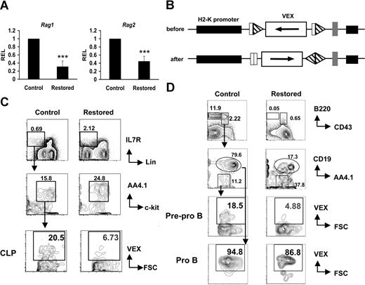 Figure 5. Cbfβ-SMMHC hinders Rag1 and Rag2 expression, and V(D)J recombinase activity. (A) Relative expression levels of Rag1 and Rag2 in sorted CLPs by qRT-PCR. Shown are mean plus or minus SD (n = 3; *** P < .001) from at least 2 independent sorting experiments. (B) Illustration of the transgene H2-SVEX used in this study. The VEX reporter (white rectangle) in the antisense orientation flanked by V(D)J recombination signal sequences (triangles) that direct inversional recombination is driven by the murine H2K promoter (black rectangle). (C) Analysis of recombination reporter VEX expression in BM CLP populations from Cbfb+/56M/Mx1Cre/H2-SVEX mice (restored) or control mice. (D) Analysis of recombination reporter VEX expression in BM pre–pro-B and pro-B populations from Cbfb+/56M/Mx1Cre/H2-SVEX mice (restored) or control mice. The data represent results from at least 3 independent experiments. Numbers on plots are percentages of displayed cells.