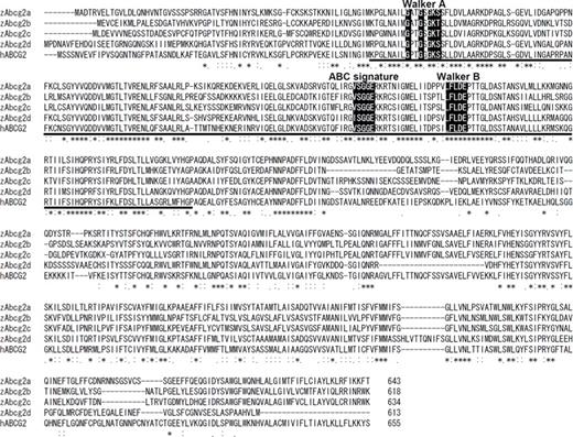 Figure 1. Multiple alignment of the deduced amino acid sequences of zebrafish Abcg2 (zAbcg2) and human ABCG2 (hABCG2). The multiple alignment was produced using ClustalW. * indicates positions that have a single, fully conserved residue; colons and periods, positions that have strong and weak similarity, respectively; dashes, gaps; the solid line under the alignments, the ATP-binding cassette region; and shaded boxes, the 3 motifs, Walker A, Walker B, and ABC signature.