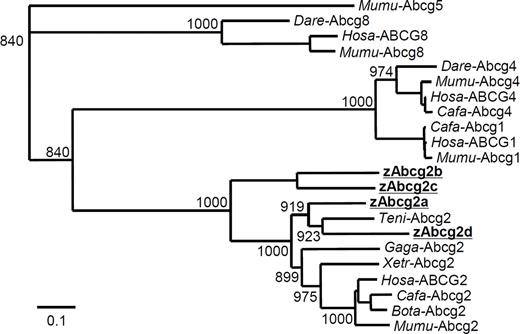 Figure 2. Phylogenetic analysis of ABCG subfamily proteins. The phylogram was constructed by the neighbor-joining method, based on the amino acid alignment (ClustalW) of full-length Abcg2 proteins from human (Hosa-ABCG2), mouse (Mumu-Abcg2), dog (Cafa-Abcg2), cow (Bota-Abcg2), chicken (Gaga-Abcg2), pufferfish (Teni-Abcg2), and zebrafish (zAbcg2a, b, c, and d). For comparison, the Abcg1 proteins from human, mouse, and dog; Abcg4 proteins from human, mouse, dog, and zebrafish; Abcg5 proteins from mouse; and Abcg8 proteins from human, mouse, and zebrafish are also shown. The Abcg5 protein from mouse was used as an out-group. The numbers at the relevant branches refer to bootstrap values of 1000 replications.
