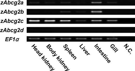 Figure 3. Expression analysis of zAbcg2a, b, c, and d in zebrafish tissues. RT-PCR was performed with total RNA from various tissues (ie, head kidney, body kidney, spleen, liver, intestine, and gill) using specific primers for zAbcg2a, b, c, d, and zebrafish EF1α. EF1α was used as an internal control. NC indicates negative control.