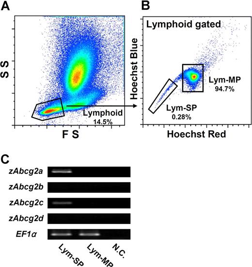 Figure 5. Expression analysis of zAbcg2 genes in Lym-SP and Lym-MP cells. (A) Scatter profile of kidney hematopoietic cells is shown. Gated region indicates lymphoid cells (FSlow, SSlow). (B) Hoechst fluorescence of lymphoid cells is shown. The lymphoid cells were subdivided into 2 populations, Lym-SP and Lym-MP. (C) The results of RT-PCR analysis of zAbcg2 genes in Lym-SP and Lym-MP are shown. EF1α was used as an internal control. NC indicates negative control.