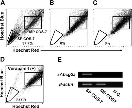 Figure 6. Transfection analysis of zAbcg2. COS-7 cells were transiently transfected with the pcDNA3 vectors containing zAbcg2a, zAbcg2c, or ginbuna CD8α (gCD8α) as a control, and these cells, zAbcg2a/COS-7, zAbcg2c/COS-7, and gCD8α/COS-7, were stained with Hoechst 33342 (Hoechst) and analyzed by flow cytometry. The zAbcg2a/COS-7 (A), zAbcg2c/COS-7 (B), and gCD8α/COS-7 (C) cells are displayed in Hoechst red versus Hoechst blue plot. (D) Hoechst fluorescence of zAbcg2a/COS-7 stained with Hoechst in the presence of 250 μM verapamil is shown. (E) The results of RT-PCR analysis of zAbcg2a in SP COS-7 and MP COS-7 cells from zAbcg2a/COS-7 cells are shown. The β-actin from vervet monkey (Cercopithecus aethiops) was used as an internal control. NC indicates negative control.