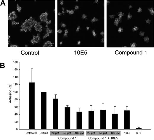 Figure 3. Compound 1 does not prevent platelet adhesion to collagen, but does prevent recruitment of additional platelets to adherent platelets; compound 1 and the anti-αIIbβ3 mAb 10E5 only partially inhibit platelet deposition on immobilized collagen, and their effects are not additive. (A) Washed platelets were allowed to adhere to collagen on a glass slide for 1 hour, and were then labeled with Alexa-488–conjugated anti-β3 mAb 7H2. Confocal microscopy images were obtained with a 100× objective as described in “Platelet and cell adhesion.” (B) Washed platelets were left untreated or treated with DMSO (1%); compound 1 at 20, 50, or 100 μM, with or without mAb 10E5 (20 μg/mL); mAb 10E5; or mAb 6F1 (anti-α2β1, 20 μg/mL) for 15 minutes at 37°C before being added to microtiter wells coated with collagen. After 1 hour, nonadherent platelets were removed by washing and the number of adherent platelets was determined by pNPP assay as described in “Platelet and cell adhesion.” Adhesion is expressed as the percentage of adhesion of control, DMSO (1%)–treated platelets. The mean and SD of 4 separate experiments is depicted for each condition.