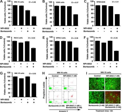 Figure 1. Combination of low doses of NPI-0052 and bortezomib induces synergistic MM cell death. MM.1S (A), U266 (B), RPMI-8226 (C), INA-6 (D), OPM-2 (E), Dox-40 (F), or MM.1R (G) cells were treated with NPI-0052, bortezomib, or combined NPI-0052 plus bortezomib and assessed for viability using MTT assays. The concentrations of drugs, either alone or in combination, were as follows: MM.1S cells: 1 nM NPI-0052, 3 nM bortezomib, or NPI-0052 (1 nM) plus bortezomib (3 nM); U266 cells: 7 nM NPI-0052, 1 nM bortezomib, or NPI-0052 (7 nM) plus bortezomib (1 nM); RPMI-8226 cells: 10 nM NPI-0052, 10 nM bortezomib, or NPI-0052 (10 nM) plus bortezomib (10 nM); INA-6 cells: 5 nM NPI-0052, 5 nM bortezomib, or NPI-0052 (5 nM) plus bortezomib (5 nM); OPM-2 cells: 5 nM NPI-0052, 7 nM bortezomib, or NPI-0052 (5 nM) plus bortezomib (7 nM); Dox-40 cells: 5 nM NPI-0052, 10 nM bortezomib, or NPI-0052 (5 nM) plus bortezomib (10 nM); and MM.1R cells: 5 nM NPI-0052, 3 nM bortezomib, or NPI-0052 (5 nM) plus bortezomib (3 nM). Data presented are means plus or minus SD (n = 3; P < .005 for all cell lines). A CI of less than 1 indicates synergy. (H) MM.1S cells were treated with the indicated concentrations of NPI-0052, bortezomib, or combined NPI-0052 plus bortezomib for 12 hours and assessed for apoptosis using annexin V/PI staining assays by flow cytometry. Percentage of apoptotic cells (annexin V+/PI−) were as follows: control cells, 3.5%; NPI-0052–treated cells, 3.6%; bortezomib-treated cells, 5%; and NPI-0052 plus bortezomib–treated cells, 25%. Data presented are means plus or minus SD (n = 2; P < .04). (I) MM.1S cells were treated with the indicated concentrations of NPI-0052, bortezomib, or combined NPI-0052 plus bortezomib for 12 hours and assessed for cell death using a live and dead cell assay using fluorescent microscopy (Leica Microsystems AF600, Bannockburn, IL); (live cells are green; dead cells are red). Data presented are means plus or minus SD (n = 3; P < .05).
