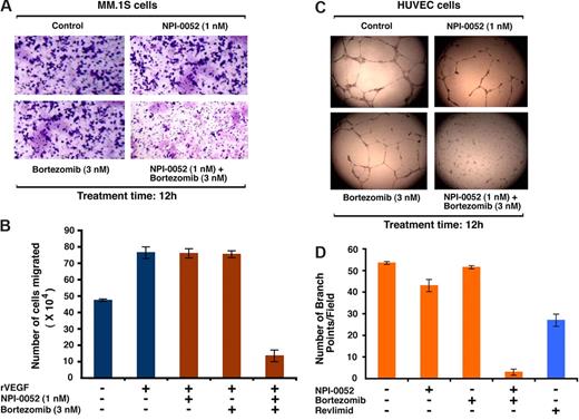 Figure 3. Combined low doses of NPI-0052 and bortezomib block migration and tubule formation. (A) Growth factor–deprived MM.1S cells were either pretreated with indicated concentrations of NPI-0052, bortezomib, or a combination of NPI-0052 and bortezomib. Cells were then plated on a fibronectin-coated polycarbonate membrane in a modified Boyden chamber and exposed for 8 hours to serum containing medium in the lower chamber. The migrated cells on the bottom face of the membrane were fixed with 90% ethanol and stained with crystal violet (magnification: 10×/0.25 NA oil). A total of 3 randomly selected fields were examined for cells that had migrated from top to bottom chambers. Image is representative of 2 experiments with similar results. (B) MM.1S cells were treated with the indicated concentrations of NPI-0052, bortezomib, or NPI-0052 plus bortezomib for 4 hours (viability greater than 95%), washed, and then treated for 24 hours with rVEGF (10 ng/mL), followed by analysis in a Transwell migration assay. The bar graph represents quantification of migrated cells. Data represents means plus or minus SD of 2 independent experiments (P < .05 for samples treated with rVEGF alone versus NPI-0052 plus bortezomib–treated cells). (C) HUVECs were treated with the indicated concentrations of NPI-0052, bortezomib, or combined NPI-0052 plus bortezomib and assessed for in vitro angiogenesis using Matrigel capillary-like tube structure formation assays (magnification: 4×/0.10 NA oil media: EBM-2). Data represent means plus or minus SD (n = 3; P < .05). The in vitro angiogenesis is reflected by capillary tube branch formation (dark brown). Image is representative of 3 experiments with similar results. (D) HUVECs were treated with the indicated concentrations of NPI-0052, bortezomib, combined NPI-0052 plus bortezomib, or lenalidomide (5 μM) and assessed for in vitro angiogenesis using Matrigel capillary-like tube structure formation assays as in panel C. The bar graph represents quantification of in capillary-like tube structure formation in response to indicated agents: branch points in several random view fields/well were counted, values were averaged, and statistically significance differences were measured using the Student t test. Error bars represent standard deviation.