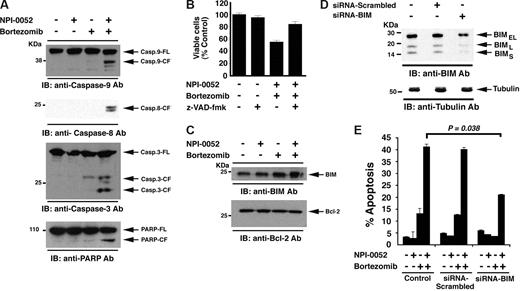 Figure 4. Mechanisms of NPI-0052 plus bortezomib–induced apoptosis. (A) MM.1S cells were treated with NPI-0052 (1 nM), bortezomib (3 nM), or combined NPI-0052 (1 nM) plus bortezomib (3 nM) for 12 hours and harvested; total proteins were then subjected to immunoblot analysis with anti–caspase-9, anti–caspase-8, anti–caspase-3, or anti–PARP Abs. FL indicates full length; CF denotes cleaved fragment. Blots shown are representative of 3 independent experiments. (B) MM.1S cells were treated with NPI-0052 (1 nM), bortezomib (3 nM), or combined NPI-0052 (1 nM) plus bortezomib (3 nM) for 24 hours in the presence or absence of pancaspase inhibitor z-VAD-fmk and then assessed for viability. Shown are the means plus or minus SD (error bar) of 3 independent experiments (P < .005). (C) MM.1S cells were treated with NPI-0052 (1 nM), bortezomib (3 nM), or combined NPI-0052 (1 nM) plus bortezomib (3 nM) for 12 hours and harvested; total proteins were then subjected to immunoblot analysis with anti-BIM or anti–Bcl-2 Abs. (D) MM.1S cells were transfected with siRNA BIM or scrambled siRNA for 48 hours and harvested; total protein extracts were then subjected to immunoblot analysis with anti-BIM or antitubulin Abs. Blots shown are representative of 2 independent experiments. (E) MM.1S cells were transfected with siRNA BIM or scrambled siRNA for 48 hours, followed by 12-hour of treatment with indicated agents and analysis for apoptosis by annexin V/PI staining. Error bars represent standard deviation.