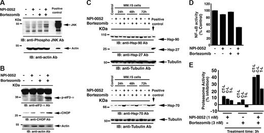 Figure 5. Effects of NPI-0052 plus bortezomib on Hsp's and proteasomal activities. (A) MM.1S cells were treated with NPI-0052 (1 nM), bortezomib (3 nM), or combined NPI-0052 (1 nM) plus bortezomib (3 nM) for 12 hours and harvested; total proteins were then subjected to immunoblot analysis with anti–phospho-JNK or anti–actin Abs. Blots shown are representative of 3 independent experiments. (B) MM.1S cells were treated with NPI-0052 (1 nM), bortezomib (3 nM), or combined NPI-0052 (1 nM) plus bortezomib (3 nM) for 12 hours and harvested; total proteins were then subjected to immunoblot analysis with anti–phospho-eIF2-α, anti–CHOP/GADD153, or anti–actin Abs. Blots shown are representative of 3 independent experiments. (C) MM.1S cells were treated with NPI-0052 (1 nM), bortezomib (3 nM), or combined NPI-0052 (1 nM) plus bortezomib (3 nM) for 24, 48, and 72 hours and harvested; total proteins were then subjected to immunoblot analysis with anti–Hsp-90, anti–Hsp-27, or anti–Hsp-70 Abs. Lysates from HeLA cells served a positive control in immunobloting with Hsp Abs. Blots shown are representative of 2 independent experiments. (D) MM.1S cells were treated with NPI-0052 (1 nM), bortezomib (3 nM), or combined NPI-0052 (1 nM) plus bortezomib (3 nM) for 24 hours and harvested; nuclear extracts were then analyzed for NF-κB activity by using a p65 enzyme-linked immunosorbent assay (ELISA) kit (Active Motif, Carlsbad, CA). (E) MM.1S cells were treated with indicated concentrations of NPI-0052, bortezomib, or combined NPI-0052 plus bortezomib for 30 minutes and harvested; cytosolic extracts were then analyzed for CT-L, C-L, and T-L proteasomal activities. The data are represented as percentage of inhibition compared with vehicle control. Data are presented as means plus or minus SD. (n = 3; P < .05).