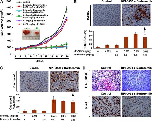 Figure 6. Combination of low doses of NPI-0052 plus bortezomib inhibits human plasmacytoma growth in immunodeficient beige-nude-xid (BNX) mice. (A) Average and standard deviation of tumor volume (mm3) from group of mice (n = 3/group) versus time (days) when tumor was measured. Mice were treated with vehicle, NPI-0052 (intravenously), bortezomib (intravenously), or NPI-0052 plus bortezomib (intravenously) at the indicated doses on a twice-a-week schedule for 30 days. A significant delay in tumor growth in NPI-0052 plus bortezomib–treated mice was noted compared with vehicle-treated control mice (P = .04). Bars indicate means plus or minus SE. Inset shows tumors resected from control (vehicle) and NPI-0052 (0.025 mg/kg) plus or minus bortezomib (0.25 mg/kg)–treated mice. (B-D) Micrographs show apoptotic cells in tumors sectioned on day 30 (endpoint) from untreated or NPI-0052 (0.025 mg/kg) plus bortezomib (0.25 mg/kg)–treated mice as identified by a TUNEL assay (TUNEL-positive cells are dark brown) and caspase-3 cleavage (dark brown cells), as well as H&E and Ki-67 staining. Shown photographs are representative of similar observations in 3 different mice receiving same treatment. (B,C) Bar graphs show the quantification of TUNEL-positive cells and caspase-3 cleavage activity in tumors from NPI-0052 plus bortezomib–treated mice. Apoptotic tumor cells were enumerated in nonnecrotic areas of each section using light microscopy (magnification, 40×/0.75 NA oil). Eror bars represent standard deviation. Arrows: Immunostained tumor section of mice receiving indicated combined doses of agents.