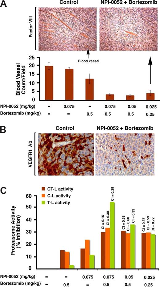 Figure 7. Combination of low doses of NPI-0052 plus bortezomib inhibits neovascularization and proteasomal activities in vivo in xenografted MM tumors. (A) Top panel shows blood vessels in tumor sections from untreated or NPI-0052 (0.025 mg/kg) plus bortezomib (0.25 mg/kg)–treated mice, as identified by staining with a marker for angiogenesis factor VIII. Photograph is representative of similar observations in 3 different mice receiving same treatment. Bottom panel shows the quantification of blood vessels in tumor sections from mice treated with indicated doses of NPI-0052, bortezomib, or combined NPI-0052 plus or minus bortezomib. Blood vessels were enumerated in nonnecrotic areas of each section using light microscopy (magnification, 40×/0.75 NA oil). Error bars represent standard deviation. Arrows: Arrow in left hand panel indicates blood vessel. Arrow in right hand panel shows immunostained tumor section of mice receiving indicated doses of agents. (B) VEGFR1 expression in tumor sections from untreated or NPI-0052 (0.025 mg/kg) plus bortezomib (0.25 mg/kg)–treated mice as identified by IHC staining with VEGFR1 Abs. Photograph is representative of similar observations in 2 different mice receiving same treatment. (C) NPI-0052 plus bortezomib triggers synergistic inhibition of CT-L, C-L, and T-L proteasomal activities in vivo in xenografted MM tumors. For the analysis of proteasome activities in tumors, mice were treated with NPI-0052 (intravenously), bortezomib (intravenously), or NPI-0052 plus bortezomib (as in panel A) and killed after 90 minutes of drug administration; tumors were then examined for CT-L, C-L, and T-L proteasome activity. The data represent percentage of inhibition compared with vehicle control–treated animals from 2 independent experiments with similar results. A CI less than 1 indicates synergy.