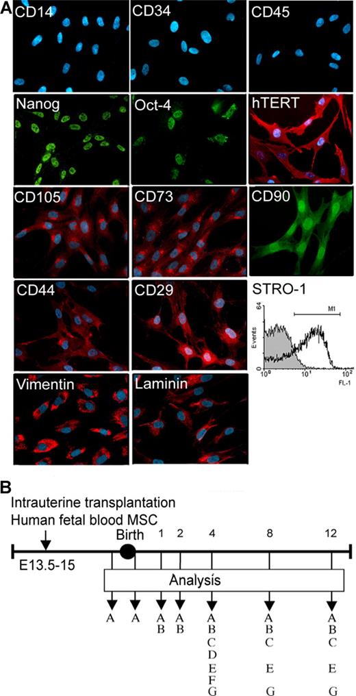 Figure 1. Characterization of transplanted human fetal mesenchymal stem cells and experimental design. (A) Immunostaining for hematopoietic markers (CD14, CD34, and CD45), markers associated with pluripotency and telomerase activity (Nanog, Oct-4, and hTERT), MSC-associated markers (CD105, CD73, CD90, and STRO-1), adhesion molecules (CD44, CD29), and matrix proteins (vimentin and laminin). Original magnification, 40×/0.75 NA oil objective. (B) Cells were transplanted intraperitoneally in oim fetuses and analyzed 1, 2, 4, 8, and 12 weeks after birth. MSC indicates mesenchymal stem cells; A, bioluminescence; B, engraftment; C, fractures; D, 3-point bending; E, cortical thickness; F, bone length; and G, growth plate analysis.