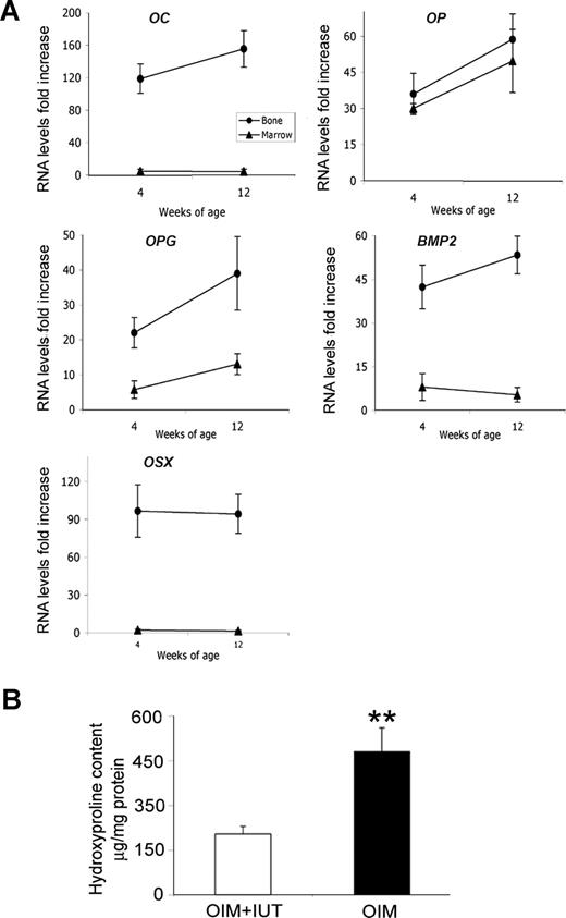 Figure 7. Effect of IUT on hydroxyproline and expression of osteogenic genes. (A) qRT-PCR using markers specific for human cDNA for OC, OP, OPG, BMP, and OSX normalized to human β-actin. Results are expressed as RNA levels fold increase in bone and bone marrow relative to basal levels in undifferentiated human fetal MSCs. (B) Hydroxyproline content (μg/mg protein) in 4-week-old OIM + IUT mice (n = 11) that received transplants and OIM mice that did not receive transplants (n = 17). Results are presented as means (±SD). **P < .01.