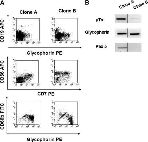Figure 5. Lineage analysis of clones generated from individual CD34+lin−CD7− thymocytes. Clones A and B were generated from different single CD34+lin−CD7− cells isolated by FACS, and cultured on OP9 stroma. (A) FACS of each clone harvested from OP9 stroma analyzing B (CD19) and erythroid (glycophorin; top) and NK (CD56 vs CD7) potential (middle). The same clones were replated into methylcellulose medium and generated CFU, which were analyzed by FACS for myeloid and erythroid potential (CD66b vs glycophorin; bottom). (B) RT-PCR analysis of clones A and B (at a different time point to FACS analysis) reveals the expression of T lymphoid (pTα), erythroid (glycophorin), and/or B lymphoid (Pax 5) genes. In these assays, the lineages produced from each clones fluctuate over time in culture (eg, clone B has CD19+ cells at one time but is negative for Pax 5 later in culture). Thus, lineage potential is assigned based on either FACS or RT-PCR marker expression at any time during the life of the clone.