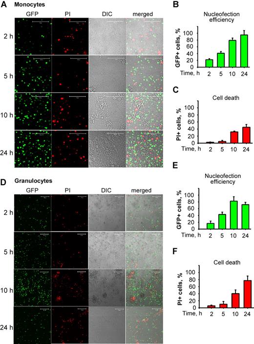 Figure 1. Monocytes and granulocytes are readily nucleofected and tolerate nucleofection well. Monocytes or granulocytes were nucleofected with pGFPC1 and plated until analyzed at 2, 5, 10, and 24 hours for GFP expression or cell death by PI incorporation using flow cytometry and confocal microscopy. Confocal DIC and fluorescence images of nucleofected monocytes (A) and granulocytes (D) depict dynamics of GFP expression and PI positivity. Plots summarize the data on nucleofection efficiency of monocytes (B) and granulocytes (E) and rates of cell death monocytes (C) and granulocytes (F) obtained by flow cytometric analyses. Data in panels B, C, E, and F are means (± SEM). Scale bars represent 100 μm.