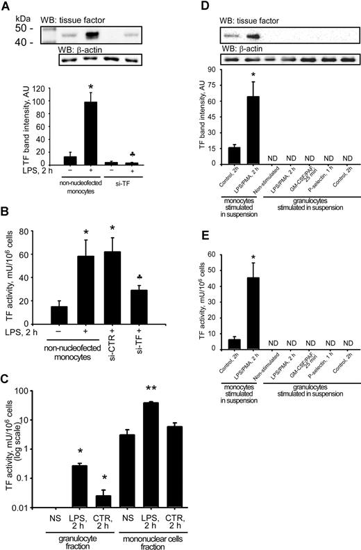 Figure 2. Major differences in TF activity and protein levels between monocytes and granulocytes. A clear reduction in TF protein levels was observed when purified si-TF–nucleofected monocytes were reintroduced into whole blood predepleted for monocytes (A). The decrease in TF protein levels was accompanied by a reduction in TF procoagulant activity in MNC lysates (B). Granulocytes, isolated from LPS-stimulated whole blood, possessed almost 200-fold weaker TF activity than MNCs from the same blood aliquot (C). Stimulation of granulocytes with LPS/PMA, GM-CSF/PAF, and P-selectin did not induce any detectable TF protein levels (D) or TF activity (E) in contrast to monocytes. Data are means (± SEM). NS indicates nonstimulated; CTR, 2h, time-matched control; and ND, nondetectable. *P < .05 compared with respective nonstimulated controls. P < .05 compared with nonsilenced LPS-stimulated monocyte samples. **P < .05 compared with samples from unstimulated MNC fraction.