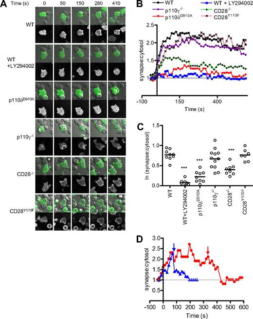 Figure 1. p110δ is essential for PIP3 accumulation to the plasma membrane. (A) Images showing fluorescence and transmitted light from a movie of AktPH-GFP+ WT, p110δD910A/D910A, p110γ−/−, CD28−/−, and CD28Y170F CD4+ T-cell blasts interacting with LPS-activated APCs presenting OVA323-339 peptide. In some experiments, WT cells were pretreated with PI3K inhibitor (LY294002) for 15 minutes before stimulation. (B) Quantification of AktPH-GFP redistribution in WT (n = 11), LY294002 pretreated WT (n = 8), p110δD910A/D910A (n = 9), p110γ−/− (n = 12), CD28−/− (n = 9), and CD28Y170F (n = 7) CD4+ T cells. A few LY294002-treated T cells showed apparently normal AktPH-GFP accumulation (Figure S3). It is possible that a subset of T cells express sufficient levels of multidrug resistance protein transporter and could potentially thus evade inhibition.81,82 Therefore, to establish a realistic baseline for minimal PI3K activity, these outliers were excluded from the analysis, but they are shown in Figure S3. The recruitment of AktPH-GFP at the plasma membrane is expressed as a ratio between the fluorescence measured at the contact area and the average fluorescence within the cell. Fluorescence was measured on at least 2 independent days. (C) Average ratio of PIP3 at membrane during the plateau phase of the response (approximately 40-400 seconds). The mean fluorescence values were determined as described in “Methods” (**P < .01, ***P < .001). (D) Acute inhibition of PI3K activity with the p110δ-selective inhibitor IC87114. Two T cell–B cell conjugates are shown after the addition of IC87114 as indicated by arrows. PIP3 depletion from the membrane occurred rapidly in both cases.