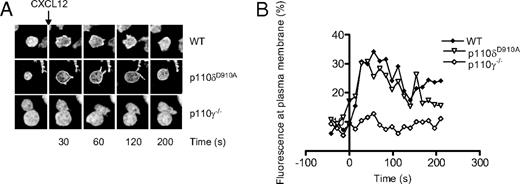 Figure 2. CXCL12-induced (500 ng/mL) accumulation of PIP3 at the plasma membrane of CD4+ T-cell blasts is dependent on p110γ but not p110δ. (A) Representative images showing the translocation of the AktPH-GFP probe to the plasma membrane. (B) Graphical representation of the percentage of total fluorescence at the plasma membrane as function of time. Data are representative of 2 independent experiments (WT, n = 6; p110δD910A/D910A, n = 4; p110γ−/−, n = 5).