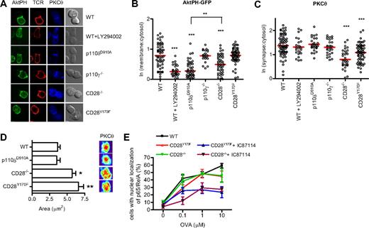 Figure 3. CD28, but not p110δ, regulates PKCθ localization at the synapse. (A) Conjugates between naive WT, WT + LY294002, p110δD910A/D910A, p110γ−/−, CD28−/−, or CD28Y170F CD4+ T cells and OVA323-339–pulsed APCs were stained with antibodies against PKCθ and the TcRβ. Representative images of the distribution of AktPH-GFP, TcR, and PKCθ during conjugate formation are shown. (B) Quantification of AktPH-GFP recruitment at the plasma membrane (WT, n = 72; WT + LY294002, n = 31; p110δD910A/D910A, n = 53; p110γ−/−, n = 23; CD28−/−, n = 51; CD28Y170F, n = 62), determined as described in “Methods” (**P < .01, ***P < .001). (C) Recruitment of PKCθ to the contact area (WT, n = 76; WT + LY294002, n = 24; p110δD910A/D910A, n = 28; p110γ−/−, n = 28; CD28−/−, n = 33; CD28Y170F, n = 67), expressed as the ratio between the fluorescence at the contact area and the fluorescence within the cell. Only the means of the values for the CD28−/− and CD28Y170F values were significantly different from the WT values (***P < .001). (D) A 3-dimensional reconstruction of the contact area was done and representative pictures of the interface projection and the mean area (± SEM, *P < .05, **P < .001, Student 2-tailed t test; WT, n = 38; p110δD910A/D910A, n = 18; CD28−/−, n = 23; CD28Y170F, n = 21) occupied by PKCθ at the immune synapse are shown. Data are representative of 2 independent experiments. (E) The YMNM motif of CD28 is not required for NF-κB nuclear translocation. Conjugates between WT, CD28−/−, or CD28Y170F CD4+ T cells and OVA323-339–pulsed APCs were stained for p65 NF-κ, and nuclei were stained with 7-AAD. The conjugates were scored for the frequency of nuclear localization of NF-κB. The p110δ inhibitor IC87114 blocked NF-κB nuclear translocation in CD28−/− and CD28Y170F T cells. Data represent mean (± SEM) with more than 30 cells analyzed in each of 3 experiments.