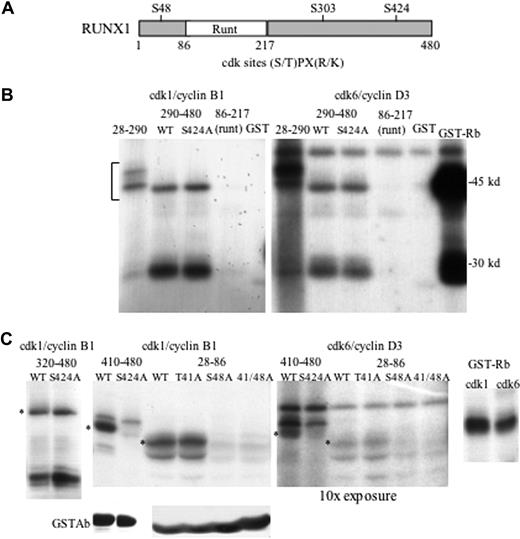 Figure 1. Cdk1 and cdk6 phosphorylate RUNX1 on S48 and S424 in vitro. (A) Diagram of RUNX1 showing its 3 cdk consensus phosphorylation sites. (B) In vitro kinase assay in which cdk1/cyclin B1 (left panel) or cdk6/cyclin D3 (right panel) were incubated with γ-ATP and GST-RUNX1 fusion proteins containing the RUNX1 amino acid segments 28-290, 290-480, and 290-480 with the S424A mutation, or the 86-217 Runt domain, GST alone, or GST-Rb protein (2 μg), followed by polyacrylamide gel electrophoresis, drying, and autoradiography. (C) In vitro kinase assays (top panels) using the indicated cdk/cyclin complexes and GST-RUNX1 fusion proteins 320-480, 320-480/S424A, 410-480, 410-480/S424A, 27-86, 27-86/T41A, 27-86/S48A, 27-86/T41A/S48A, or GST-Rb. Results are representative of 2 independent assessments for GST-RUNX1(410-480) and its S424A variant and 4 assessments for GST-RUNX1(28-86) and its 3 variants, with the data shown for the right 3 panels from the same experiment run on the same gel (Rb lanes are juxtaposed). Asterisks (*) indicate locations of relevant phosphorylated fragments. Equal volumes of bacterial lysates used for this experiment were also subjected to Western blotting using GST antibody (bottom panels).