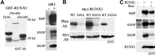 Figure 2. RUNX1 S48, S303, and S424 phospho-specific antisera detect RUNX1 phosphorylation in mammalian cells. (A) Expression of GST-RUNX1(28-86), GST-RUNX1(290-480), and GST-RUNX1(410-480) in bacterial lysates was assessed by Western blotting with GST antibody (left panel). These proteins were incubated with cdk1 in the absence (−) or presence (+) or nonradioactive ATP and again subjected to Western blotting: GST-RUNX1(28-86), with anti–phospho-S48 antiserum (top, right panel); GST-RUNX1(290-480), with anti–phospho-S303 antiserum (center right panel), and GST-RUNX1(410-480), with anti–phospho-S424 antiserum (bottom right panel). (B) 293T cells were transiently transfected with CMV-Myc-RUNX1 (WT) or its S48A, S303A, or S424A variants. Total cell lysates prepared 2 days later were subjected to Western blotting with corresponding phospho-specific antisera (top panels) or c-Myc antibody (bottom panels). (C) Western blotting with phospho-specific or total RUNX1 antisera of extracts obtained from 293T cells transfected with CMV vector (lane 1) or CMV-RUNX1 (lanes 2-3) and treated 24 hours later with 100 μM roscovitine (lane 3), followed by culture for an additional 16 hours.