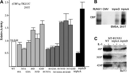 Figure 3. Cdk phosphorylation of RUNX1 increases transactivation potency. (A) 293T cells were transiently transfected with (CBF)4TKLUC and either CMV, CMV-RUNX1 (WT), or the indicated RUNX1 mutant variants expressed from the CMV promoter. CMV-βGal was also included in each transfection as an internal control. TripleA and tripleD represent S48/303/424A or S48/303/424D, respectively. Induction by RUNX1 compared with empty CMV vector was set to 1 in each experiment. Relative activation by each mutant compared with RUNX1 is shown (mean and SE from 4 experiments). (B) Nuclear extracts from 293T cells transiently transfected on 100-mM dishes with 3 μg CMV-CBFβ together with 3 μg of either CMV-RUNX1, CMV, CMV-RUNX1(tripleD), or CMV-RUNX1(tripleA) were subjected to gel shift assay using a radiolabeled CBF-binding site from the MPO promoter. Input of RUNX1 or mutant RUNX1 proteins was normalized based on Western blot analysis. Data shown are representative of 2 assessments. (C) Ba/F3 cells stably transduced with MT-RUNX1, MT-RUNX1(tripleA), or MT-RUNX1(tripleD) were cultured for 24 hours with or without IL-3 and with zinc chloride. Total cell extracts corresponding to 106 cells were then subjected to Western blotting with anti-S48, anti-S303, or anti-S424 phospho-specific antiserum.