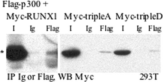 Figure 4. Cdk phosphorylation of RUNX1 does not increase its interaction with the p300 coactivator. Cell lysates prepared from 293T cells transiently transfected with Flag-p300 and Myc-RUNX1, Myc-RUNX1(tripleA), or Myc-RUNX1(tripleD) were subjected to immunoprecipitation (IP) with rabbit Ig or rabbit anti-Flag followed by Western blotting (WB) with c-Myc tag monoclonal antibody. I indicates input and represents 5% of lysate used for immunoprecipitation. * indicates location of specific bands.