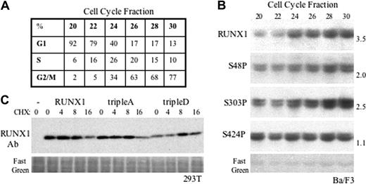 Figure 5. RUNX1 S48, S303, and S424 phosphorylation and cell-cycle variation in a hematopoietic cell line. (A) Ba/F3 cells expressing RUNX1 from the MT promoter were cultured in zinc chloride for 16 hours and then subjected to density fractionation by elutriation. An aliquot of each fraction was stained with Hoechst 33258 dye followed by FACS analysis to allow estimation of the percentage of cells in G1, S, or G2/M, as shown. (B) Total cell extracts corresponding to 2 × 106 cells were subjected to Western blotting. The blot was stained sequentially with anti–phospho-S48, anti–phospho-S303, anti–phospho-S424 antisera, and anti-RUNX1 antibody and was also stained with Fast Green to confirm equivalent loading. Relative expression in fraction 30 compared with the mean of fractions 20 and 22 is shown to the right of each panel. (C) Cycloheximide (CHX) was added to 293T cells 24 hours after transfection with CMV, CMV-RUNX1, CMV-RUNX1(tripleA), or CMV-RUNX1(tripleD), and total cell proteins prepared 0, 4, 8, or 16 hours after CHX addition were subjected to Western blotting using anti-RUNX1 antiserum. The blot was also stained with Fast Green.