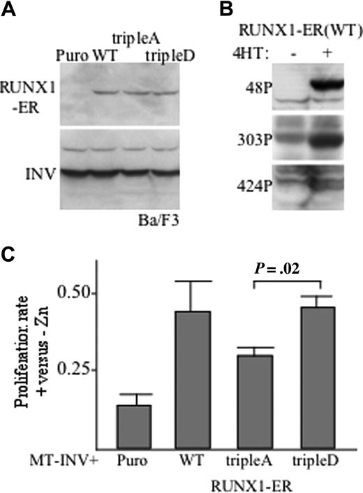 Figure 6. Cdk phosphorylation of RUNX1 increases stimulation of proliferation. (A) Ba/F3 cells expressing CBFβ-SMMHC (INV) were transduced with empty pBabePuro (Puro) or pBabePuro encoding RUNX1-ER (WT) or its tripleA or tripleD mutants. Total cell extracts were subjected to Western blotting using ER antiserum (top panel) or CBFβ antiserum (bottom panel) to detect INV. (B) Ba/F3 cells expressing INV and RUNX1-ER were cultured in the absence (−) or presence (+) or 4HT for 24 hours. Total cell extracts were then subjected to Western blotting with anti-S48, anti-S303, or anti-S424 phospho-specific antisera. (C) The 4 indicated Ba/F3 cells lines were seeded at 5 × 103 cells/mL and cultured with 4HT and with or without zinc chloride for 4 days. Viable cell counts were then enumerated, and the ratios (+Zn)/(−Zn) are shown (mean and SE from 3 determinations). P value is from paired Student t test.