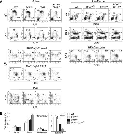 Figure 1. Analysis of subpopulations of B cells from wild-type, BCAP−/−, CD19−/−, or CD19−/−BCAP−/− mice. (A) Splenocytes, peritoneal cavity cells (PECs), and bone marrow cells were recovered from wild-type (WT), BCAP−/−, CD19−/−, or CD19−/−BCAP−/− mice. The cells were stained with the mAbs as described in each panel and subjected to flow cytometric analysis. Numbers on the panels indicate the percentages of cell populations. (B) Cell numbers of subpopulations in the spleen, and bone marrow cells from 2 tibiae and femurs were calculated by multiplying the total numbers of recovered cells by the percentages of B220+CD43+IgM− (pro-B), B220+CD43−IgM− (pre-B), B220loCD43−IgM+ (immature B), and B220+ (splenic B) cells. Data represent the means of cell numbers plus or minus SD of 3 mice.