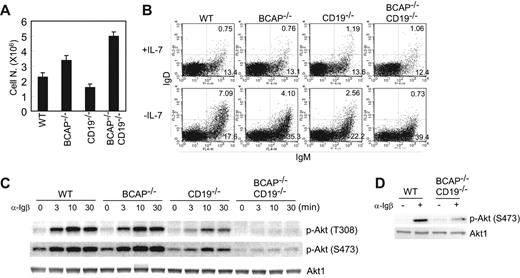 Figure 2. Absence of both CD19 and BCAP impairs in vitro B-cell differentiation and BCR-mediated Akt activation. (A) Sorted CD43+B220+IgM− cells from bone marrows (5 × 105) were cultured in the presence of 20 ng/mL murine recombinant IL-7 for 4 days. The numbers of recovered cells were counted by trypan blue exclusion. Data represent the means of recovered cell numbers (± SD) of triplicate cultures. (B) Bone marrow B cells were prepared from wild-type, BCAP−/−, CD19−/−, or CD19−/−BCAP−/− mice and cultured for 4 days in the presence of IL-7. The cells were washed with medium twice and cultured in the absence (− IL-7) or presence (+ IL-7) of IL-7 for an additional 2 days. Approximately 50% of cells were recovered from each genotype after 2 days in the absence of IL-7. The recovered cells were stained with anti-IgM and anti-IgD Abs and subjected to flow cytometric analysis. The percentage of IgM+IgD+ and IgM+IgD− cells is indicated in each panel. (C) Bone marrow B cells were cultured for 4 days in the presence of IL-7. The recovered cells were stimulated with 30 μg/mL anti-Igβ mAb for the indicated periods of time. Whole-cell lysates from stimulated cells were subjected to Western blotting with anti–phospho-serine 473, anti–phospho-threonine 308 Akt, or anti-Akt1 antibodies. (D) AA4.1+B220+ B cells were sorted from the splenocytes of wild-type or BCAP−/−CD19−/− mice. The cells were stimulated with anti-Igβ mAb at a concentration of 30 μg/mL for 3 minutes. Total-cell lysates were prepared and subjected to Western blotting analysis.
