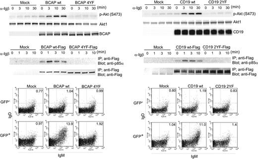 Figure 3. BCAP and CD19 regulate Akt activation and B-cell differentiation through their binding to p85α subunit of PI3K. Bone marrow B cells were prepared from CD19−/−BCAP−/− mice. The cells were cultured for 2 days with IL-7 and infected with retrovirus vectors carrying the cDNAs of BCAP (BCAP wt), CD19 (CD19 wt), BCAP mutant (BCAP 4YF), or CD19 mutant (2YF). BCAP 4YF and CD19 2YF are mutants in which 4 and 2 YXXM motifs, respectively, were replaced by FXXM. For examining p85α association to CD19, BCAP, and their mutants, Flag-tagged cDNA was introduced via retrovirus vectors into CD19−/−BCAP−/− cells. As a negative control, a retrovirus vector without cDNA (mock) was also used. Infected cells were cultured for an additional 2 days with IL-7. The recovered cells were stimulated with anti-Igβ and subjected to Western blotting analysis as described in Figure 2D. The recovered cells were further cultured for 2 days without IL-7 to induce differentiation and were subjected to flow cytometric analysis as described in Figure 2B. The percentage of IgM+IgD+ cells is indicated in each panel.